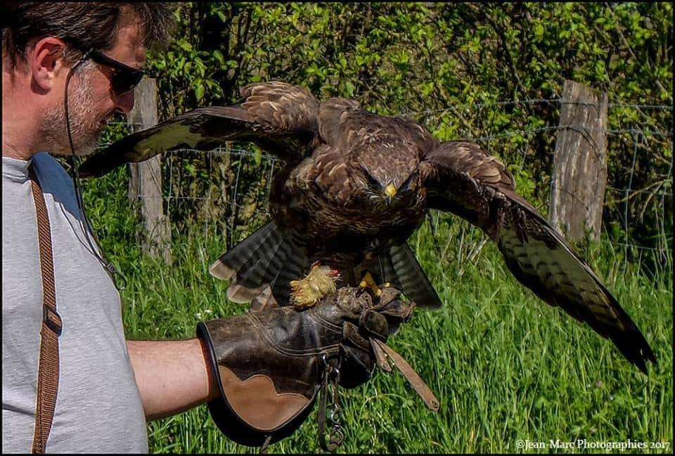 Journées découvertes des rapaces et de la fauconnerie